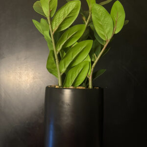 Artificial House Plant